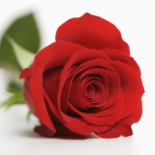 Caring Rose Week 2026