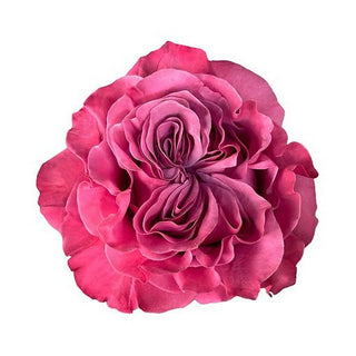 001CO_COUNTRY-BLUES-LV