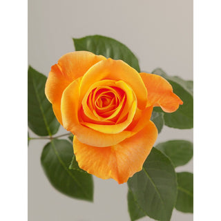 001FAL_ANY-ORANGE