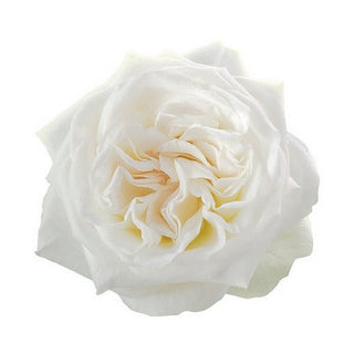001GR_WHITE-OHARA