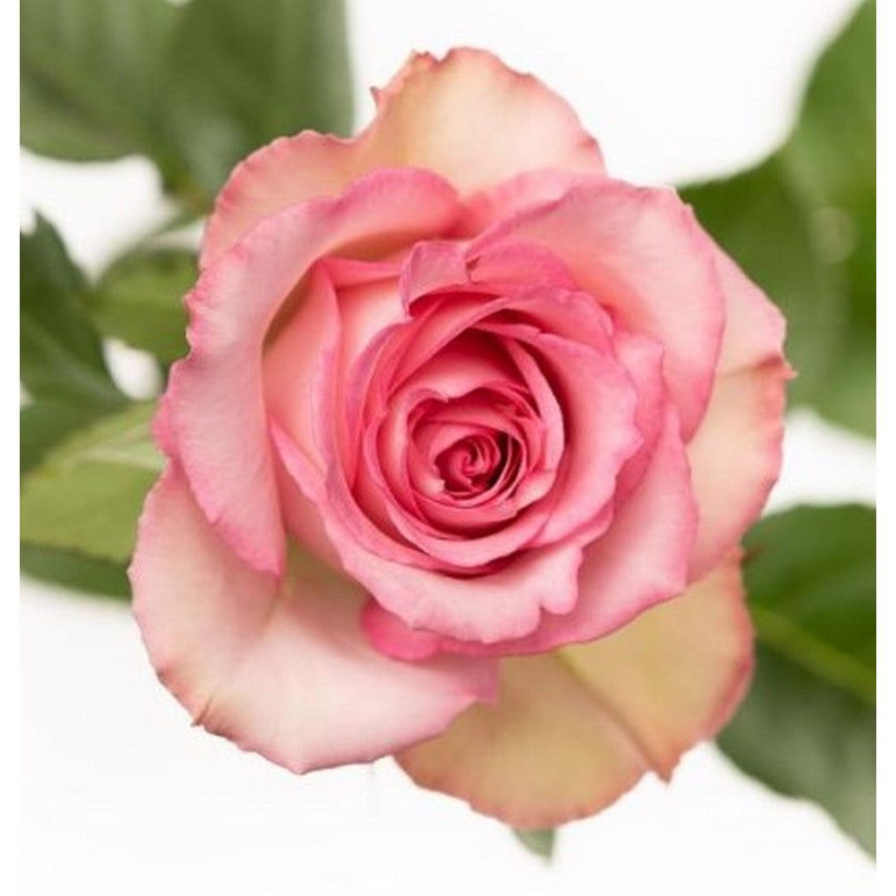 ROSE -ASST PINK 40-70 CM – North American Wholesale Florist, Inc.