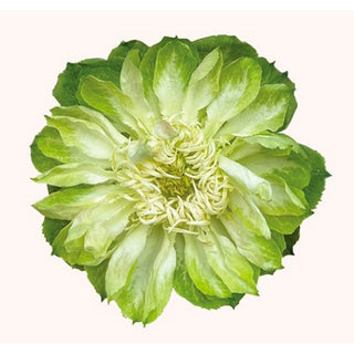 001VEG