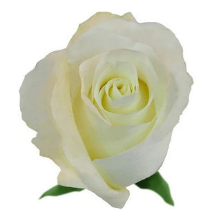 001WHT_AKITO