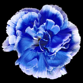 003BL