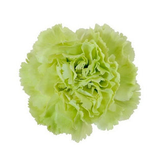 003G_NATURAL-GREEN