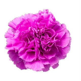 003N_LAVENDER