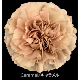 003VIN_TERACOTA-CARAMEL