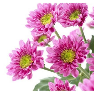 004L_LAVENDER-DAISY