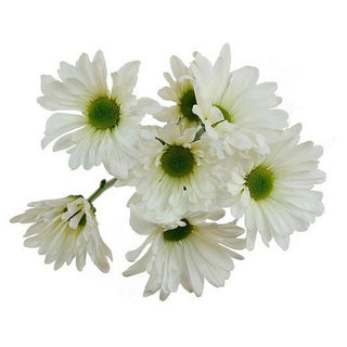 004W_DAISY---ATLANTIS