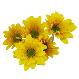 004Y_FACTOR-DAISY