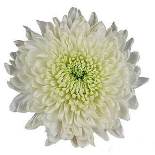 005_WHITE
