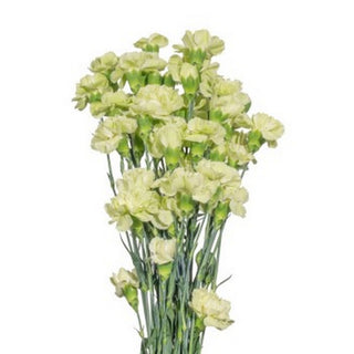 006G_ANY-GREEN