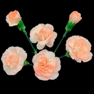 006N_PEACH