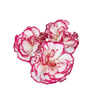 006N