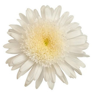 008CW_ANY-WHITE