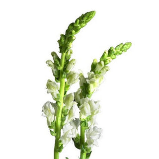 015_WHITE
