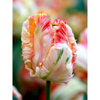 019P_ASSORTED