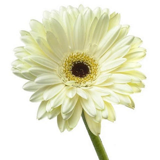 020_WHITE