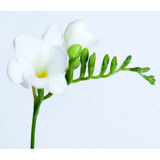 022_WHITE