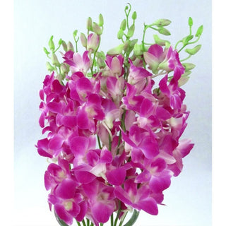 033_PURPLE-CROWN