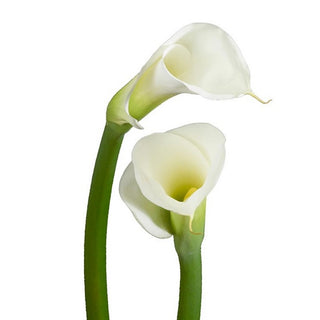 Callaco Fresh Cut Calla Lilies – North American Wholesale Florist, Inc.