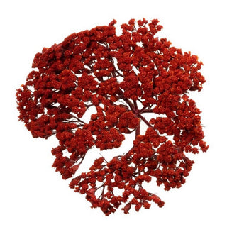 049T_RED