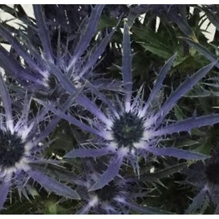 058_BLUE-BELL