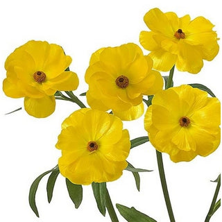 060BFS