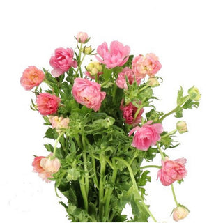 060BF_PINK