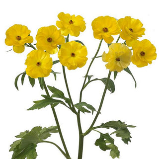 060BF_YELLOW
