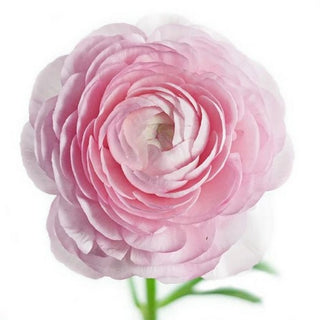 060_ANY-PINK
