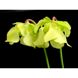 065