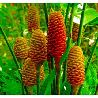 070_BEE-HIVE-MARACCA