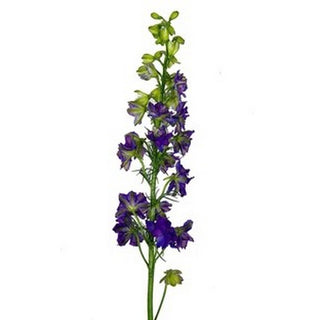 075_PURPLE