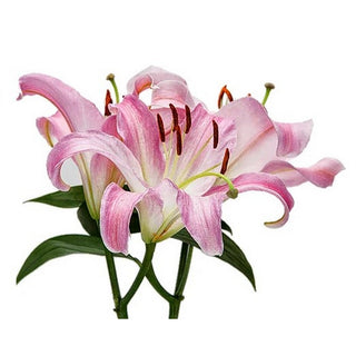 080P_LT-PINK