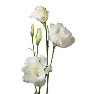 081_WHITE