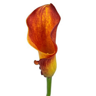085M_ORANGE