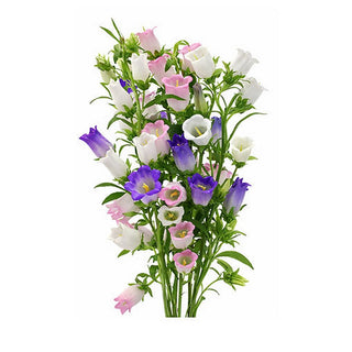 095_LAVENDER