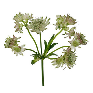 100_WHITE