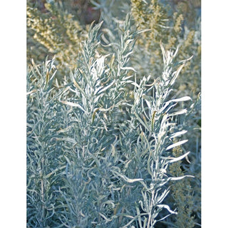 104_NATURAL