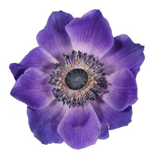 127_PURPLE