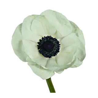 127_WHITE--DARK-EYE