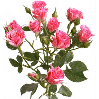 140CH_PINK-FLASH