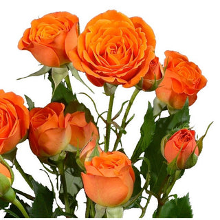 Fresh Cut Spray Roses – North American Wholesale Florist, Inc.