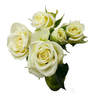 Fresh Cut Spray Roses – North American Wholesale Florist, Inc.
