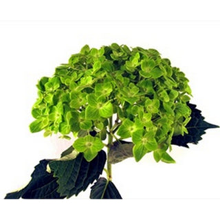 142SH_MOJITO