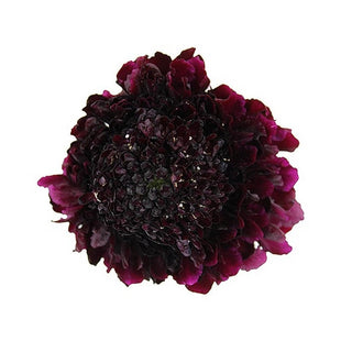 149S_BLACKBERRY