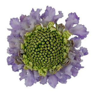 149S_LAVENDER