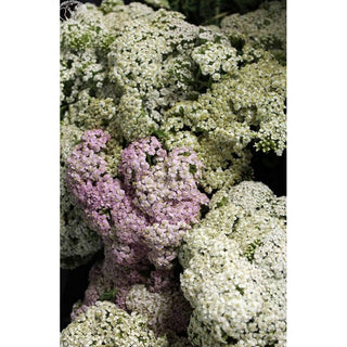 160