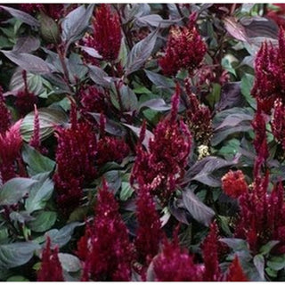 161_BURGUNDY